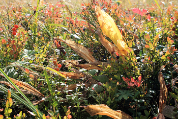 The first day of autumn / ***