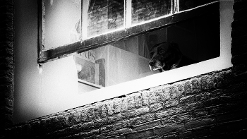 window ... / ***