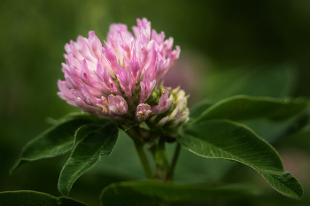 Clover / ***