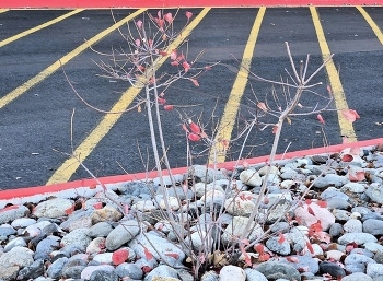 &nbsp; / ***