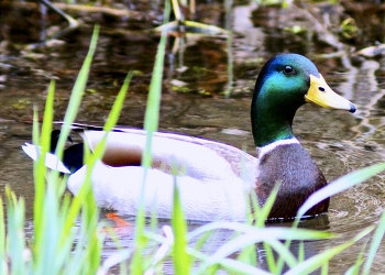 Drake on Grass / A beautiful drake mallard.