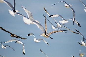 Seahawk Chaos on Lake Ontario / They scare so easily!
