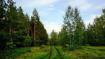 Forest roads / ***