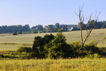 summer early morning / ***