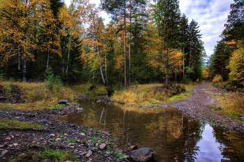 Autumn forest / ***