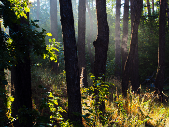 Morning in the forest / ***