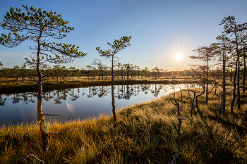 swamp / ***