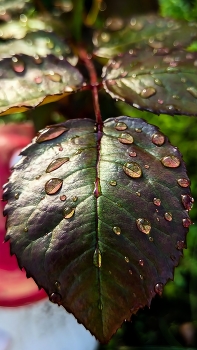 After the rain / ***