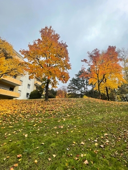 *Autumn sketch** / ***