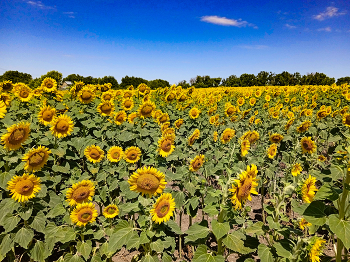 field of sunflowers / ***
