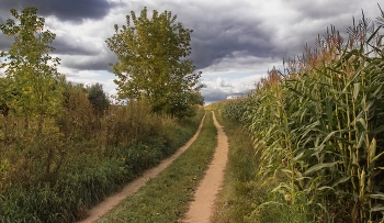 Corn / ***