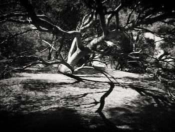 &nbsp; / ***