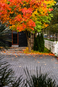 Autumn leaves / ***