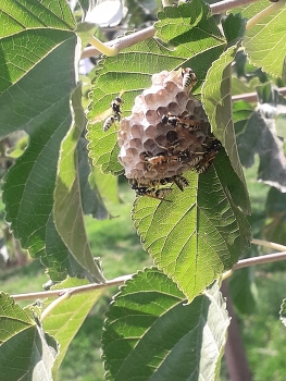 The Wandering Hive / While walking through the park with my girlfriend, we suddenly came across a wasp nest hanging on a leaf, gently swaying in the wind.