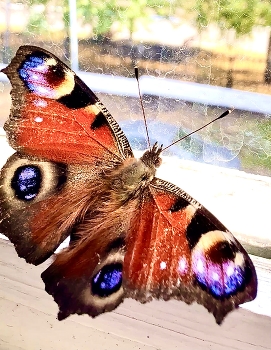 a butterfly / ***