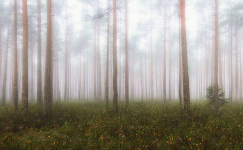 Misty forest / ***