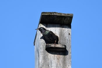Starling / ***