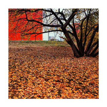 Red Gold / ***
