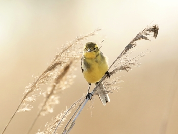 Yellow Wagtail / ***