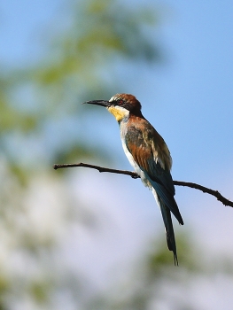 European bee-eater / ***
