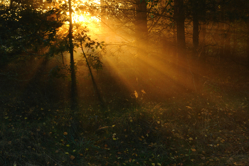 Sunrise over the river / ***