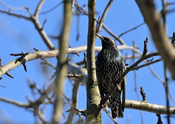 Starling / ***