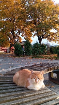Osenniy Kot. / ***