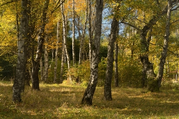 Birch Grove / ***