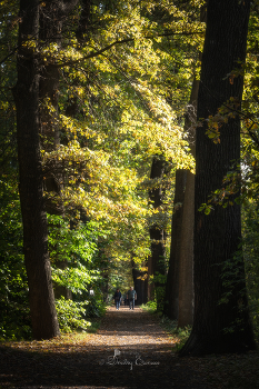 Autumn walk / ***