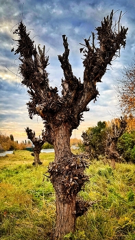 &nbsp; / ***