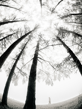 Forest / ***