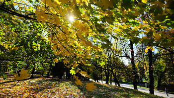 Autumn in the park. / ***