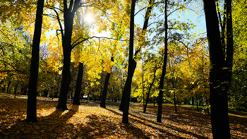 Autumn in the park. / ***