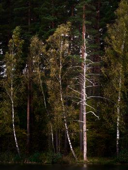Tree / ***