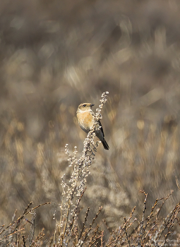 Whinchat / ***