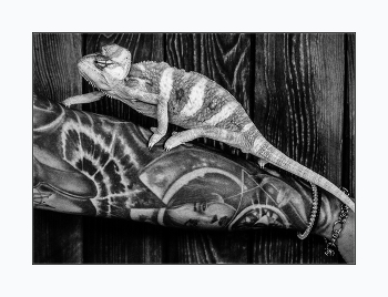 Symbiosis / ***