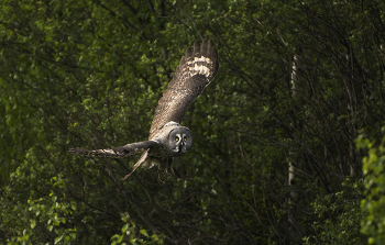 flight of a bird / ***