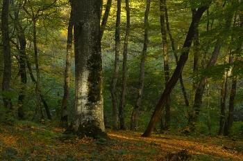 Morning in the forest / ***