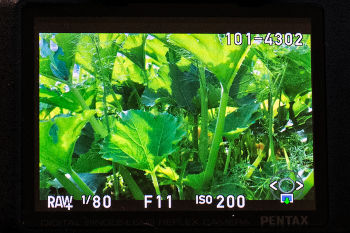 Jungle / ***