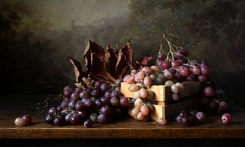 grapes / ***