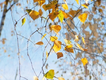 *Autumn sketch** / ***