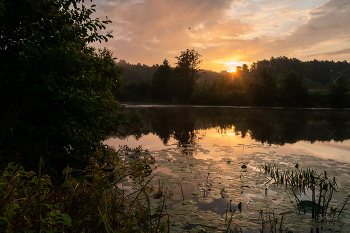 Summer morning. / ***