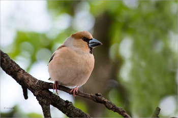 Grosbeak / ***