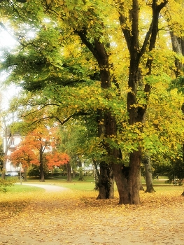 *Autumn sketch** / ***