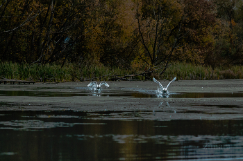 And flew ... / ***