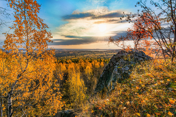 Autumn forest / ***