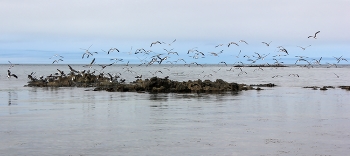 Bird / ***