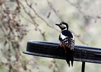 Woodpecker / ***