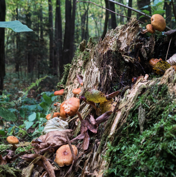 Mushrooms / Mushrooms