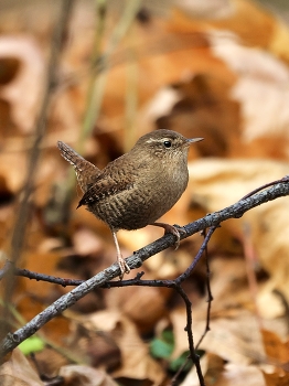 Wren / ***